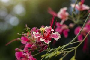 roze flamboyant, de vlam boom of Koninklijk poinciana boeket bloeien in de tuin Aan vervagen natuur achtergrond. foto