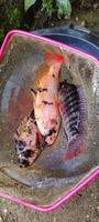 portret van ikan nila merah of bekend door de Latijns naam oreochromis niloticus. foto