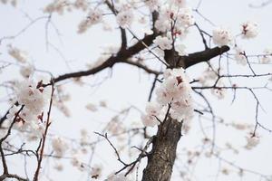 kers bloesem landschap in Korea foto