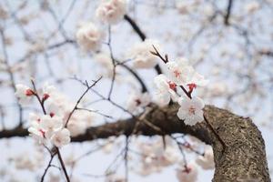 kers bloesem landschap in Korea foto