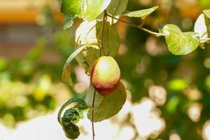 de jujube boom of Chinese datum is een klein meerjarig fabriek met doornen. de fruit heeft een single zaad, glad huid. wanneer de onrijp fruit is groente, de rijp fruit is geel naar donker rood. foto