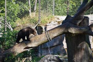 bruin baby beer wandelen Aan een log in een dieren in het wild natuur reserveren foto