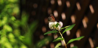 rode Europese pauwvlinder. vlinder bloem. pauwvlinder zit op witte bloemen op een zonnige dag. foto