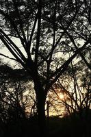 zonsondergang achter de zwart schaduw van een groot boom. foto