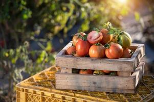 boeren oogsten tomaten in houten dozen met groen bladeren en bloemen. vers tomaten nog steeds leven geïsoleerd Aan tomaat boerderij achtergrond, biologisch landbouw top visie foto