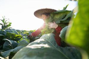 oud dame oogsten tabak bladeren in de oogst seizoen boeren verzamelen tabak bladeren boeren zijn aanplant tabak in de tabak velden gegroeid in Thailand foto