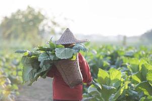 oud dame oogsten tabak bladeren in de oogst seizoen boeren verzamelen tabak bladeren boeren zijn aanplant tabak in de tabak velden gegroeid in Thailand foto