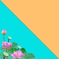 mooi paars roze water lelie patroon voor natuur concept, lotusbloem bloem en groen bladeren in vijver geïsoleerd Aan oranje blauw achtergrond met kopiëren ruimte foto