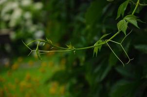 achtergrond groen met gekruld Afdeling foto