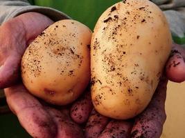 hand- Holding aardappel foto