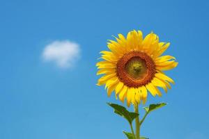 reusachtig geel zonnebloem in vol bloeien en blauw lucht foto