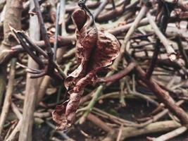 droog twijgen en bladeren van boom boomstammen foto