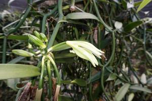 vanille plantage in tahaa eiland Frans Polynesië foto