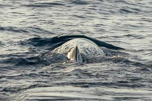 sperma walvis Bij zonsondergang in middellandse Zee zee foto