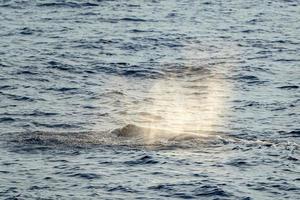 blazen van sperma walvis Bij zonsondergang terwijl blazen adem foto