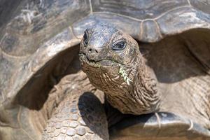 Seychellen reusachtig schildpad dichtbij omhoog foto