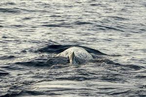 sperma walvis hoofd Bij zonsondergang foto