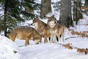 grijs wolf in de sneeuw foto