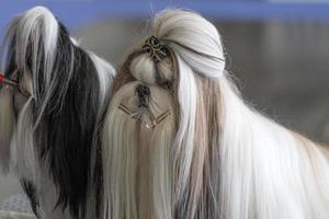 shi tzu hond schoonheid salon foto