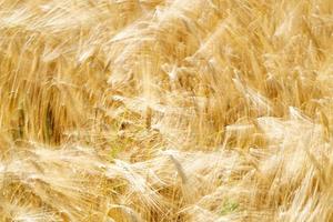 groen tarwe stekels veld- verhuisd door wind foto