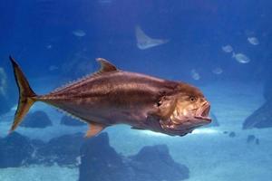 tonijn Open mond aan het eten onderwater- dichtbij omhoog foto