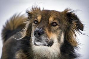 hond portret in de sneeuw achtergrond foto