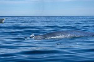 blauw walvis de grootste dier in de wereld staart detail foto