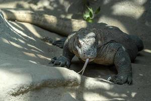 komodo draak hagedis op zoek Bij u foto