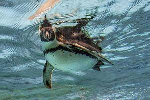 humbolt pinguïn onderwater- op zoek Bij u foto