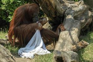 dierentuin aap orang oetan aap spelen geest met bed vel foto