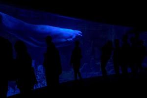 beluga in aquarium met mensen menselijk silhouet op zoek Bij u foto