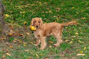 puppy hond cocker spaniel Holding een geel aubergine foto