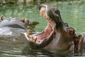 Open mond nijlpaard foto