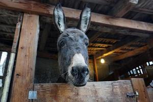 Kerstmis ezel in stal foto