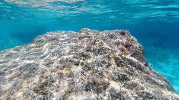 Sardinië kristal water onderwater- visie terwijl duiken foto