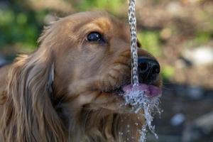 dorstig hond puppy cocker spaniel drinken foto