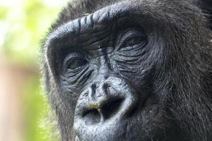 gorilla ogen dichtbij omhoog detail foto