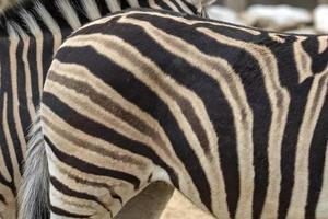 zebra's in de dierentuin foto