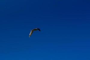 meeuw vliegend in blauw lucht foto