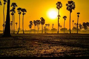 landschap van suiker palm boom gedurende schemering zonsopkomst Bij Pathum Thani provincie, thailand foto