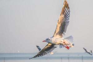 zeemeeuw vliegend hoog Aan de wind. vliegend meeuw. zeemeeuw vliegend foto