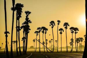 landschap van suiker palm boom gedurende schemering zonsopkomst Bij Pathum Thani provincie, thailand foto