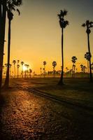 landschap van suiker palm boom gedurende schemering zonsopkomst Bij Pathum Thani provincie, thailand foto