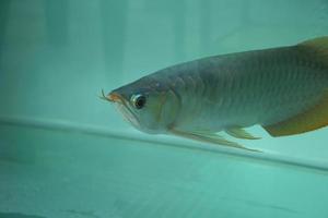 klein baby arowana vis voor de helft lichaam Aan blauw glas aqua aquarium tank. foto