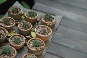 cactus in een oud pot in een cafe foto