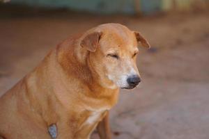 bruin hond bewaken de huis foto