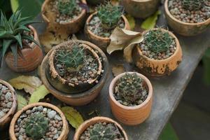 cactus in een oud pot in een cafe foto