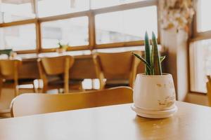 plant in pot decoratie op tafel foto