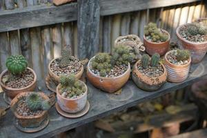 cactus in een oud pot in een cafe foto