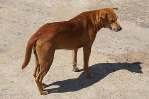 bruin verdwaald hond Aan de straten van de stad foto